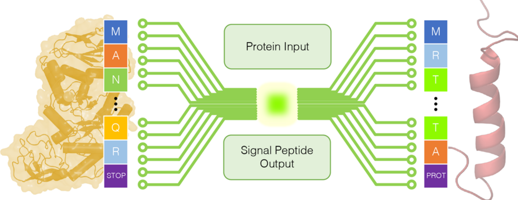 signal-peptides.png